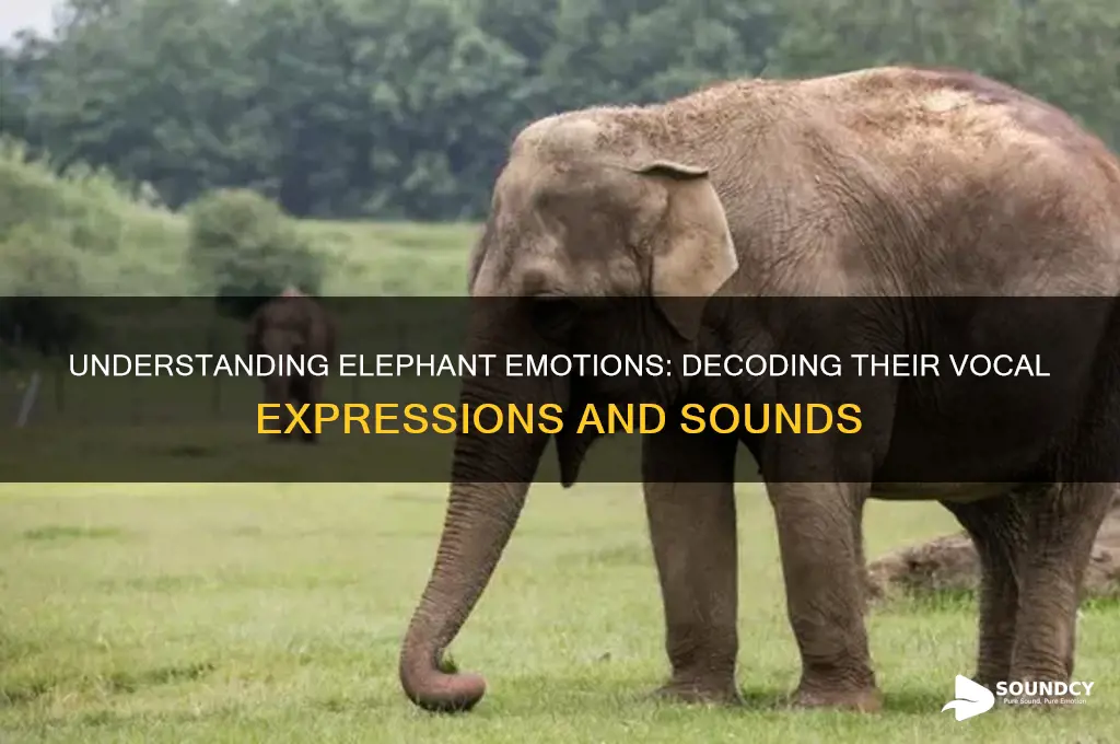 how do elephants express emotion sound
