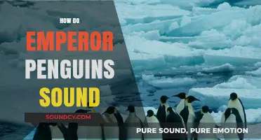 Unveiling the Unique Vocalizations of Emperor Penguins in Antarctica