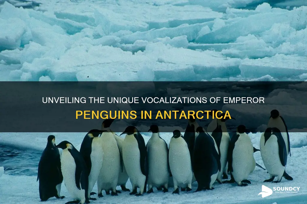 how do emperor penguins sound