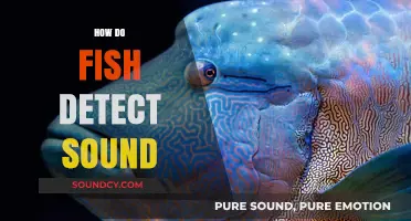 Unveiling the Secrets: How Fish Detect and Interpret Underwater Sounds