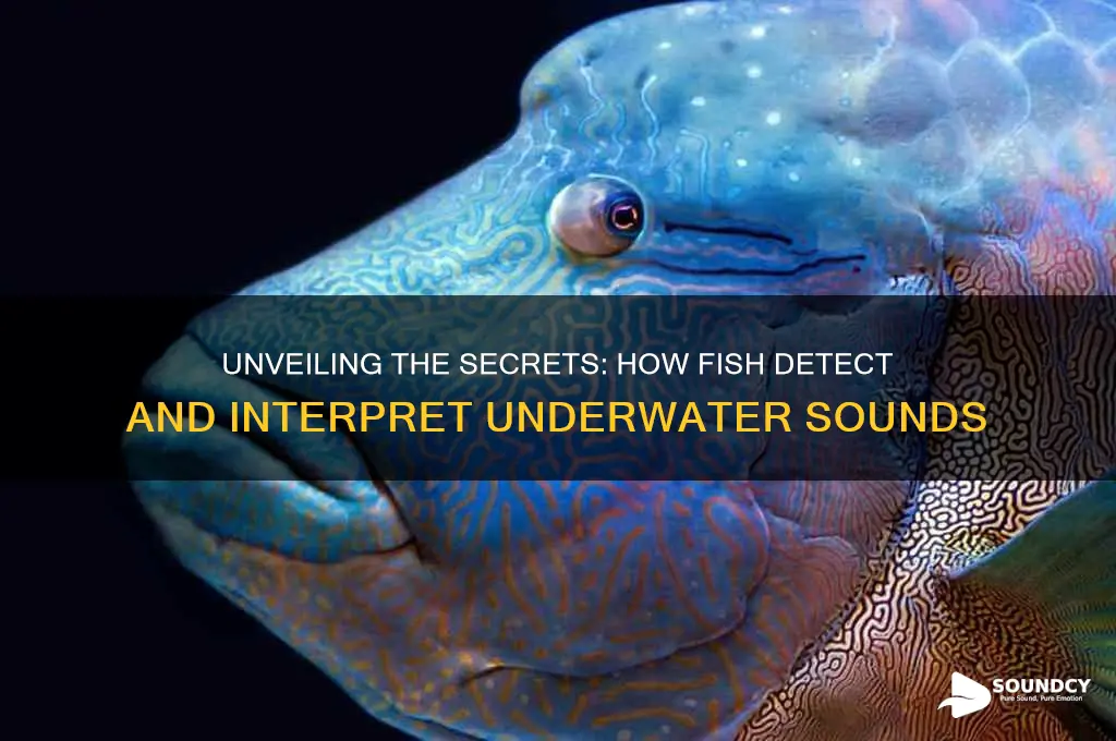 how do fish detect sound