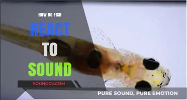 Exploring How Fish React to Sound: Underwater Hearing and Behavior Insights