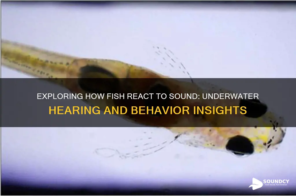 how do fish react to sound