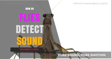 How Flies Detect Sound: Unveiling Their Unique Auditory Mechanisms