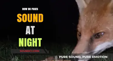 Eerie Nighttime Calls: Unveiling the Mysterious Sounds of Foxes After Dark