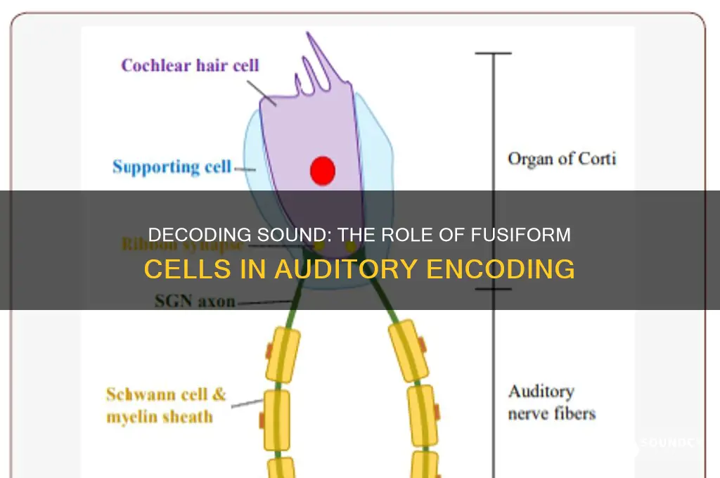 how do fusiform cells encode sound