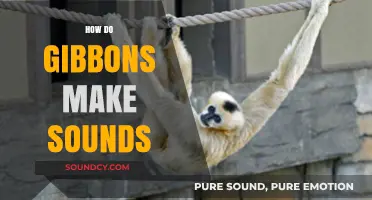 Unveiling the Unique Vocalizations: How Gibbons Produce Their Distinctive Sounds