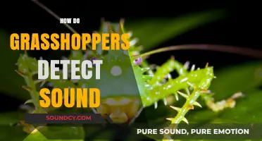 Unveiling the Secrets: How Grasshoppers Detect and Process Sound Waves