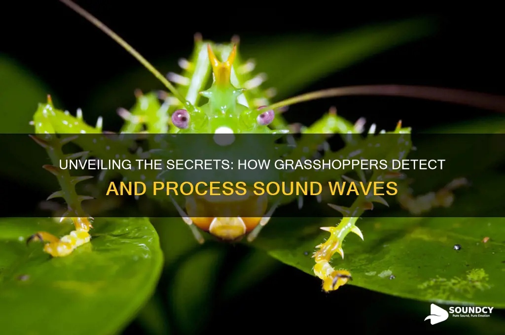 how do grasshoppers detect sound