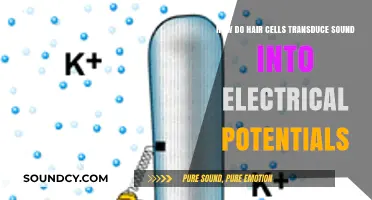 How Hair Cells Convert Sound Waves into Electrical Signals