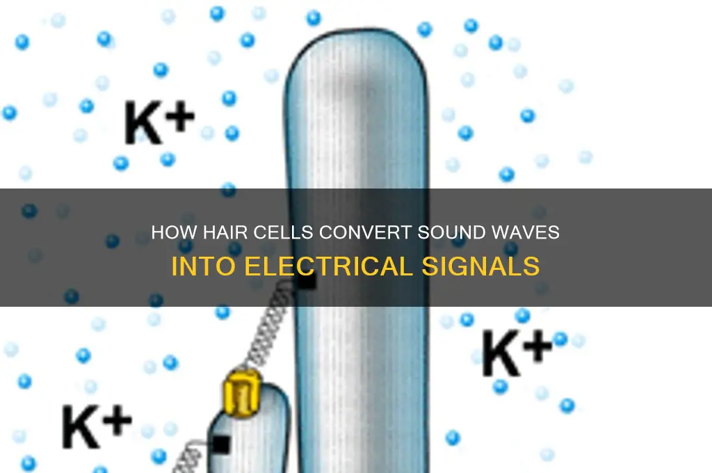 how do hair cells transduce sound into electrical potentials