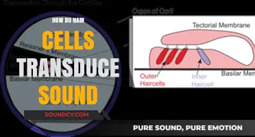 Unraveling the Mystery: How Hair Cells Convert Sound to Signals