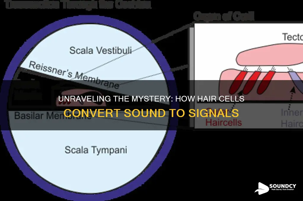 how do hair cells transduce sound