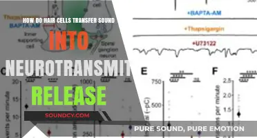 How Hair Cells Convert Sound Waves into Neurotransmitter Release