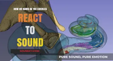 How Cochlear Hair Cells Transform Sound Waves into Hearing Signals