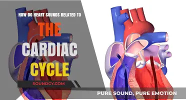 Understanding Heart Sounds and Their Role in the Cardiac Cycle