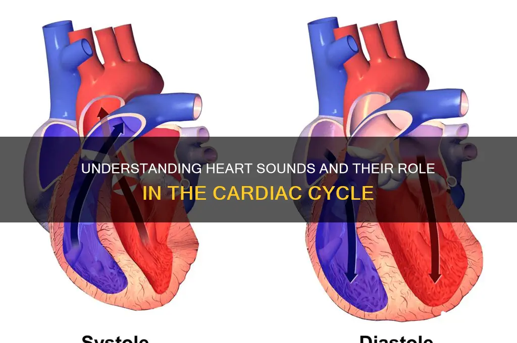 how do heart sounds related to the cardiac cycle