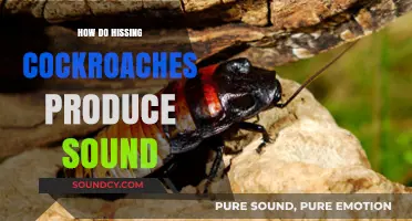 Unveiling the Unique Mechanism Behind Hissing Cockroaches' Audible Defense