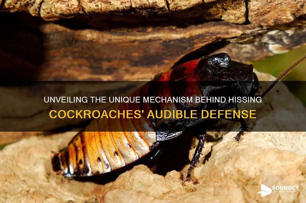 how do hissing cockroaches produce sound