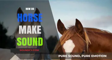 Understanding Horse Communication: How Do Horses Make Sounds?