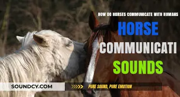 Understanding Horse Communication: Sounds and Signals for Human Connection