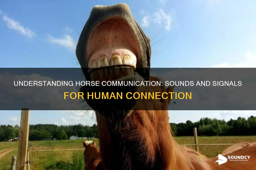 how do horses communicate with humans horse communication sounds