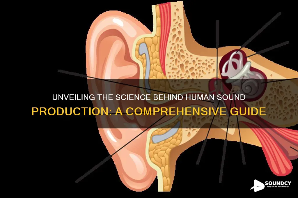 how do humans actually create sounds