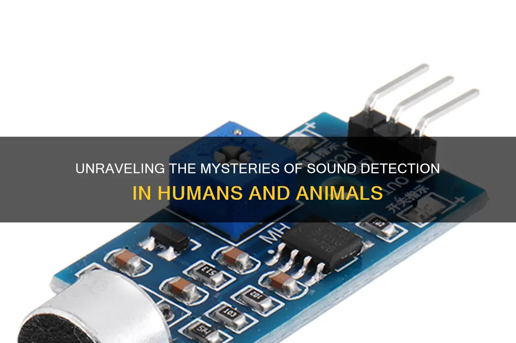 how do humans and other animals detect sound energy