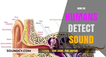 Unraveling the Science: How Humans Detect and Process Sound Waves