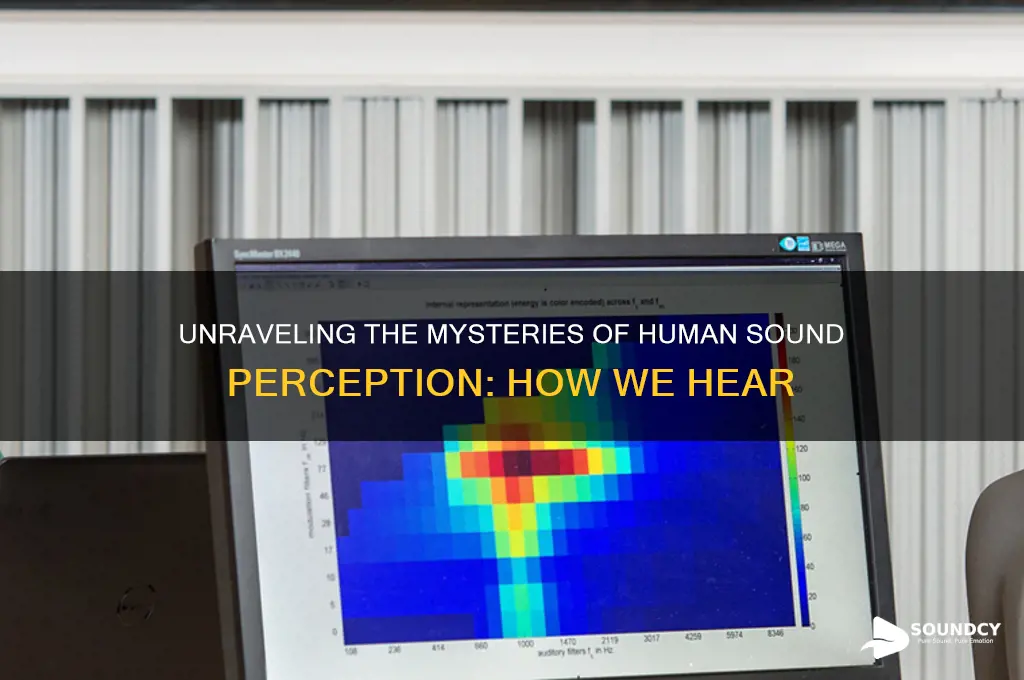 how do humans perceive sound