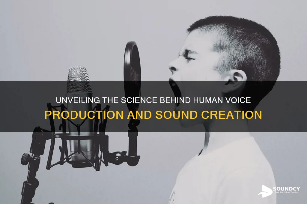 how do humans produce sound vocal