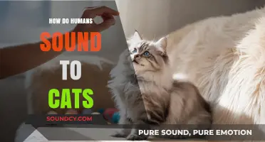 How Do Humans Sound to Cats? Decoding Our Voices in Feline Ears
