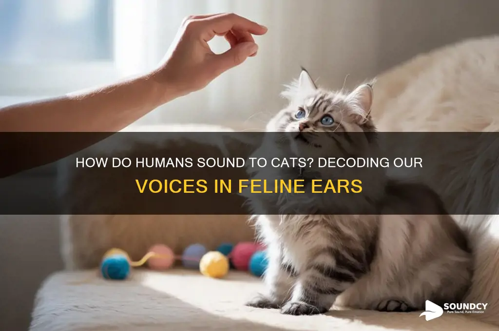 how do humans sound to cats