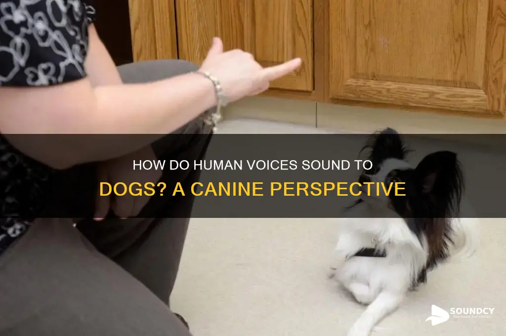 how do humans sound to dogs