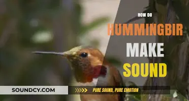 How Hummingbirds Create Their Unique Sounds: A Scientific Exploration
