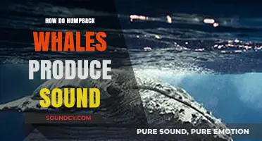 Unraveling the Mystery: How Humpback Whales Create Their Unique Sounds