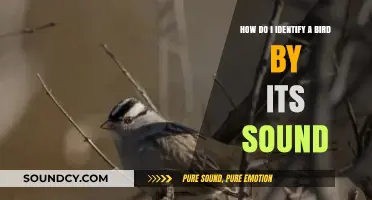 Master Bird Identification: Decoding Songs and Calls in Nature