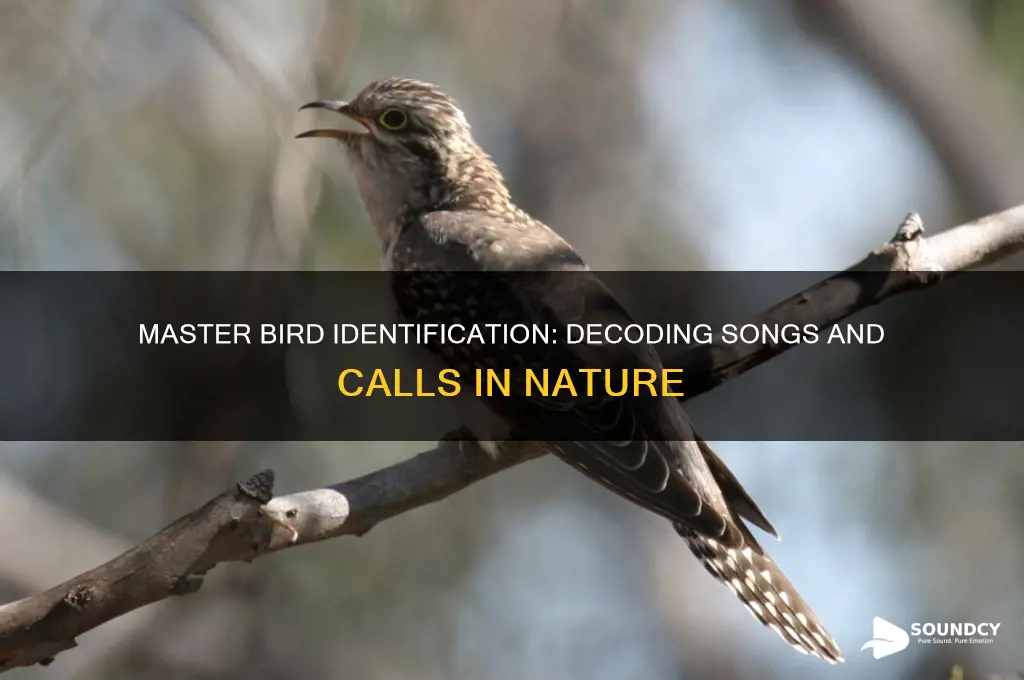 how do i identify a bird by its sound