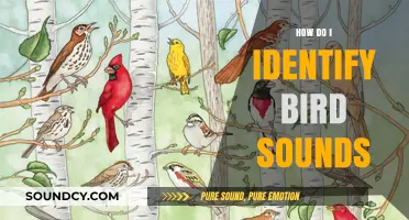Mastering Birdsong Identification: Tips to Recognize and Understand Bird Sounds