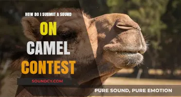 Submit Your Sound: A Step-by-Step Guide to the Camel Contest