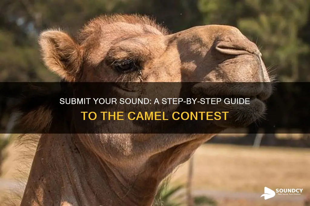 how do i submit a sound on camel contest