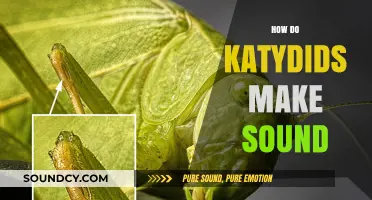 Unveiling the Acoustic Secrets: How Katydids Produce Their Unique Sounds