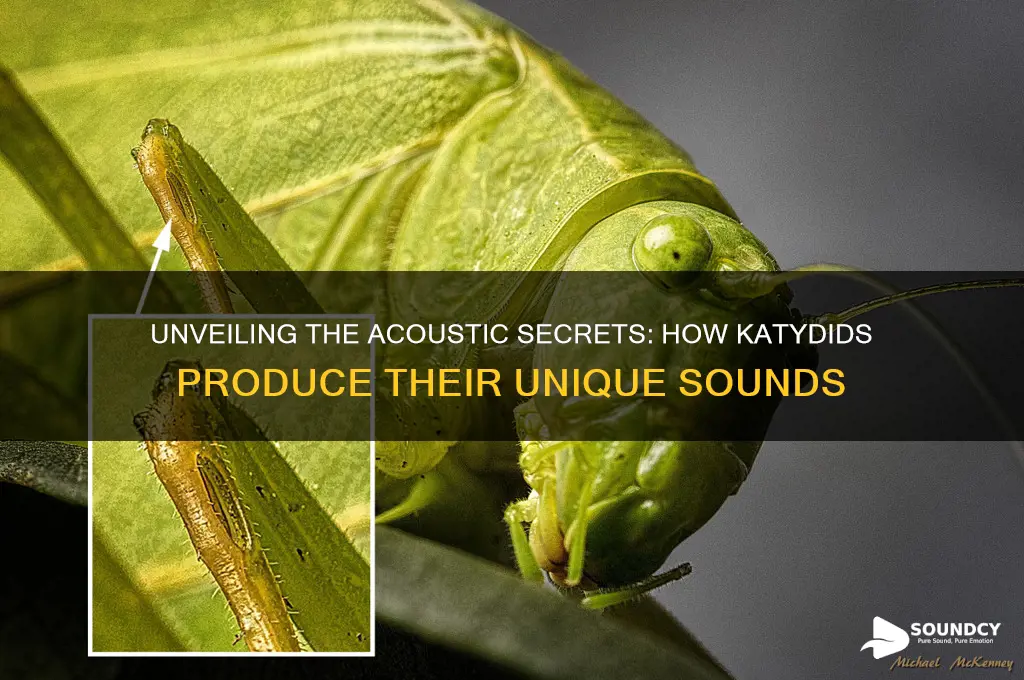 how do katydids make sound