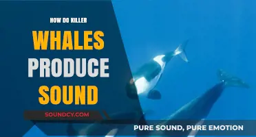 Unveiling the Mystery: How Killer Whales Create Their Unique Sounds