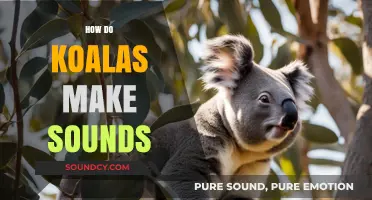 Unveiling the Unique Vocalizations: How Do Koalas Make Sounds?