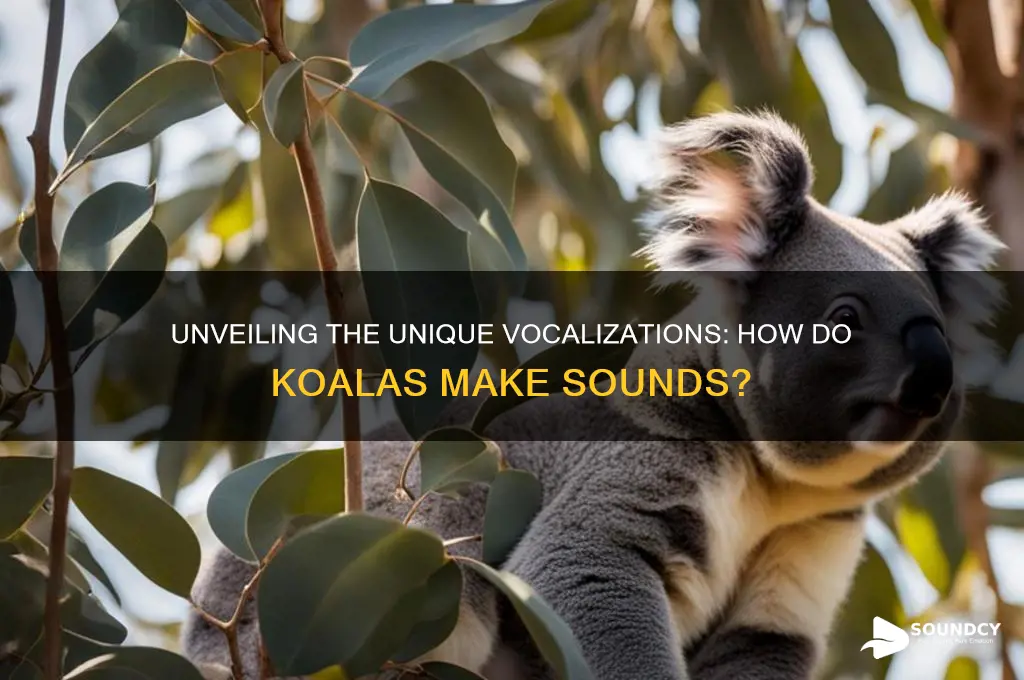 how do koalas make sounds