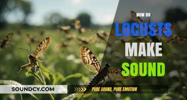 Unveiling the Buzz: How Locusts Produce Their Unique Sounds