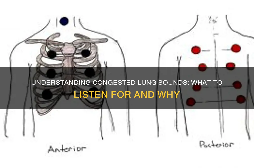 how do lungs sound when congested