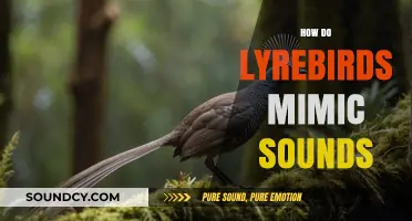 Unveiling the Lyrebird's Remarkable Ability to Mimic Sounds Perfectly