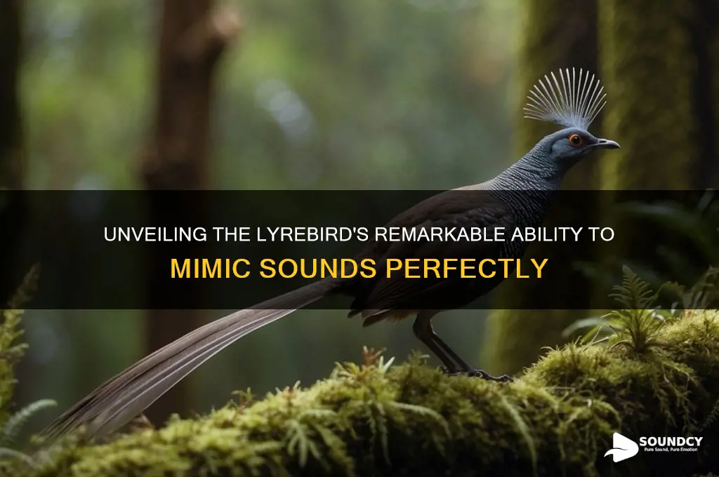 how do lyrebirds mimic sounds